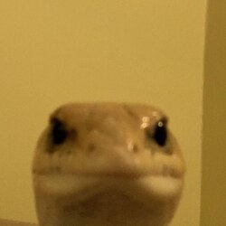Leonard The Lizard Logo